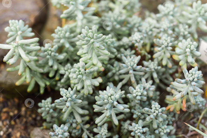 Скачать Растение Sedum pachyphyllum крупным планом фотосток Ozero