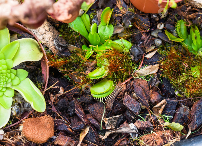 Скачать Венерина мухоловка (Dionaea muscipula) крупным планом фотосток Ozero