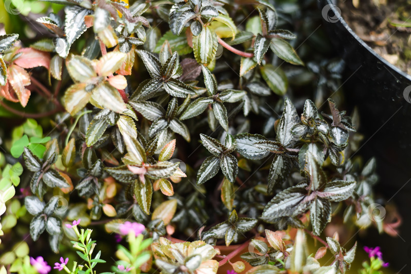 Скачать Pilea spruceana (серебряное дерево) крупным планом на заднем плане фотосток Ozero