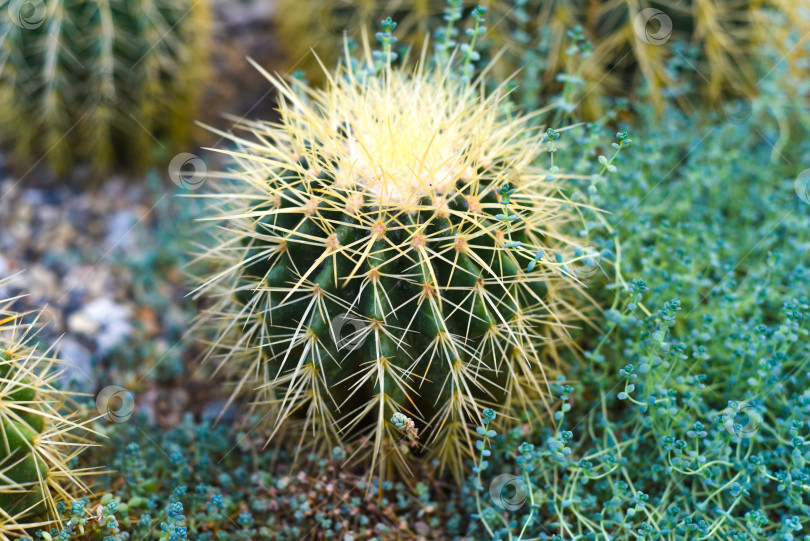 Скачать Echinocactus grusonii или Золотистый бочкообразный кактус без цветков крупным планом фотосток Ozero