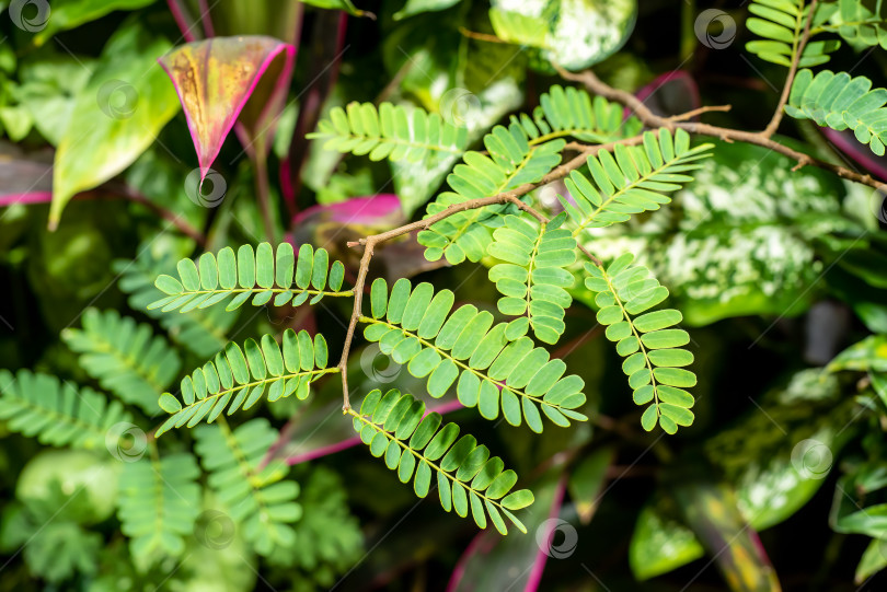 Скачать Leucaena leucocephala, или джумбай, жемчужница фотосток Ozero