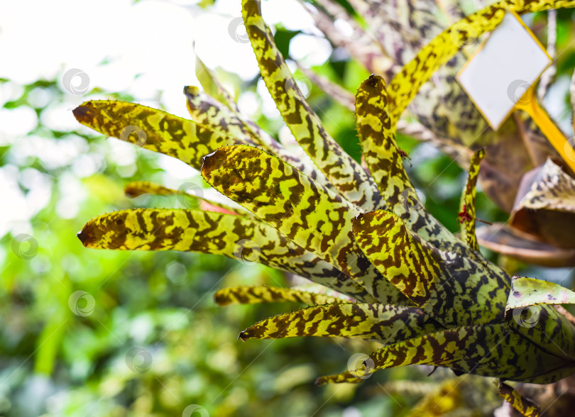 Скачать Растение Aechmea Orlandiana крупным планом фотосток Ozero