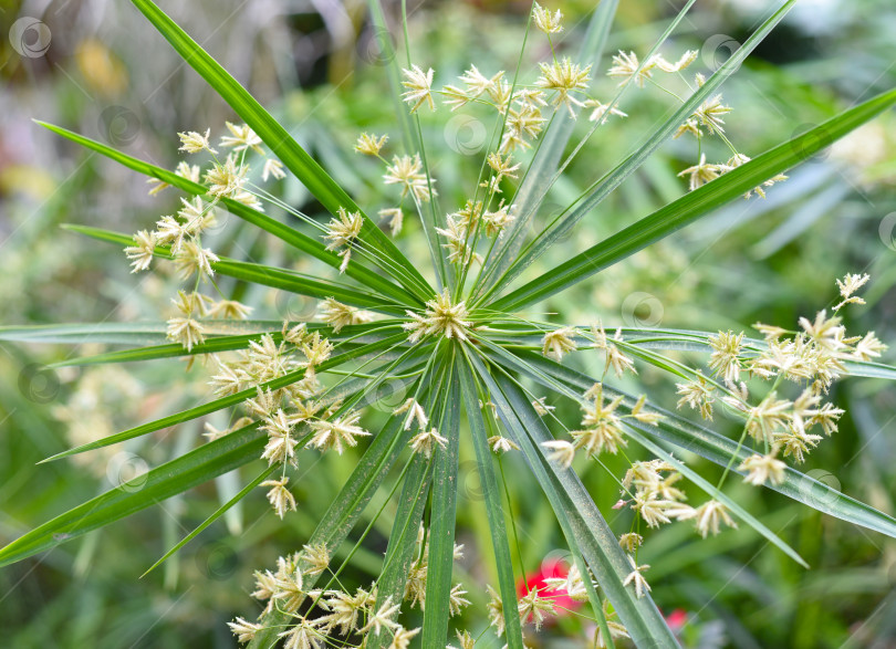 Скачать Растение Cyperus croceus, растущее в Азии, крупным планом фотосток Ozero