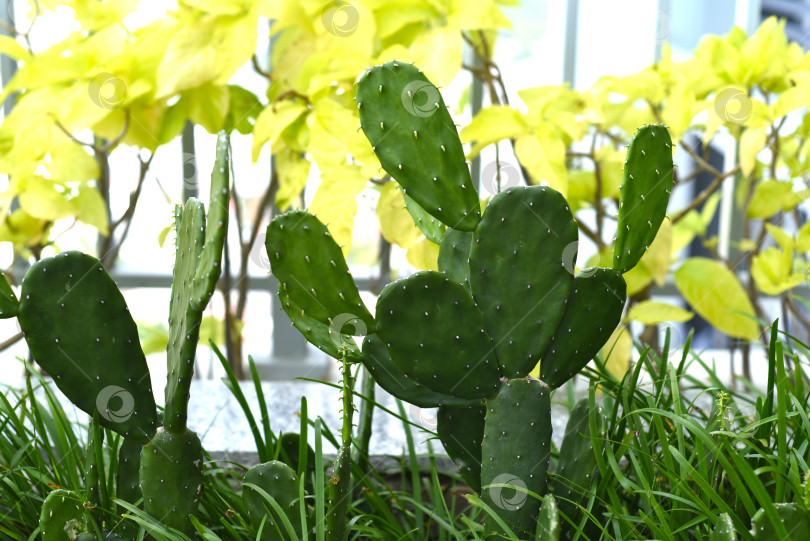 Скачать Маленький растущий кактус Opuntia sp. во Вьетнаме крупным планом фотосток Ozero