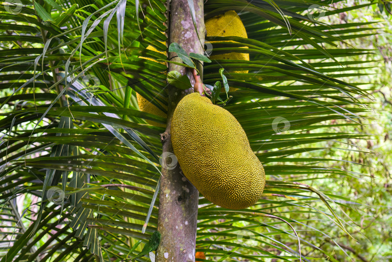 Скачать Джекфрут (Artocarpus heterophyllus), также известный как джековое дерево фотосток Ozero