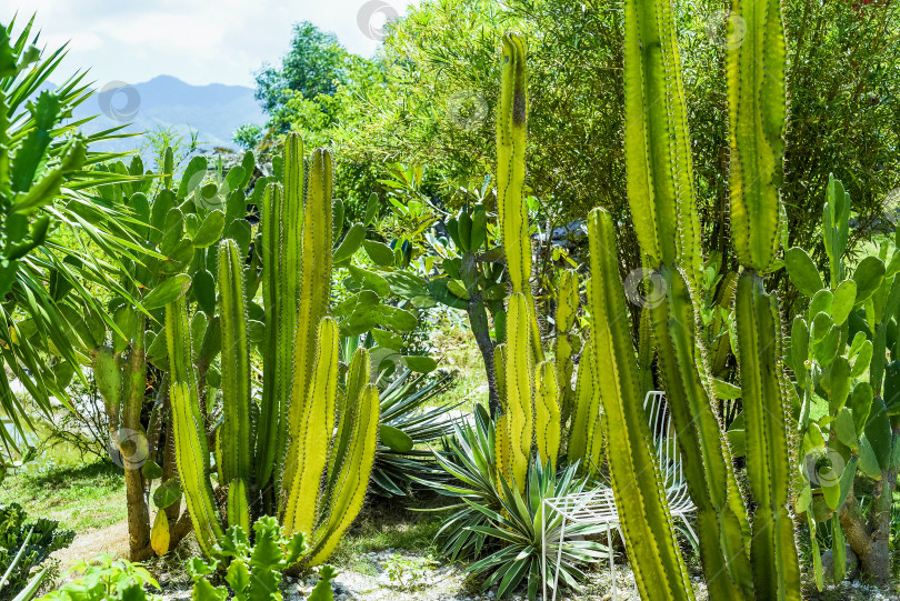 Скачать Euphorbia canariensis, широко известная как молочай Канарских островов, клуб Геркулеса фотосток Ozero