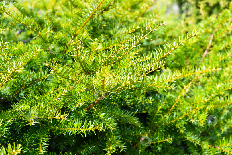 Скачать Taxus cuspidata, японский тис или тис раскидистый, произрастающий на Дальнем Востоке России. Без ягод фотосток Ozero