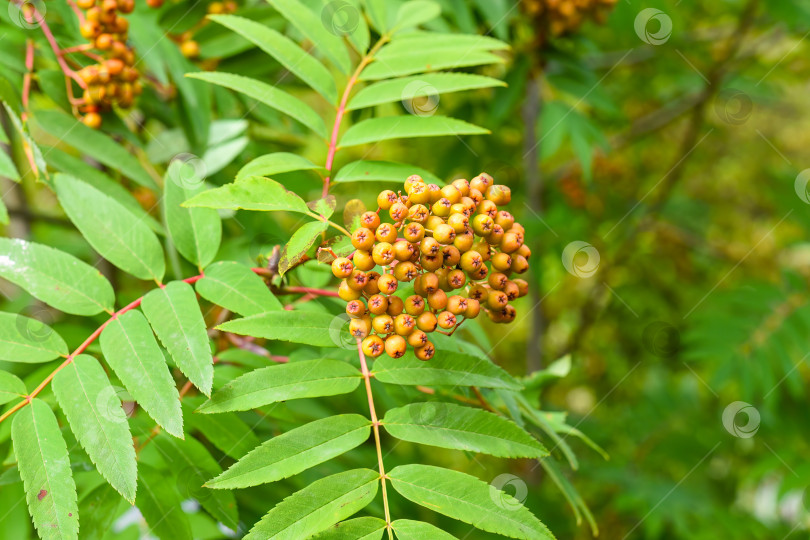 Скачать Рябина амурская (Sorbus pohuashanensis), произрастающая на Дальнем Востоке России фотосток Ozero