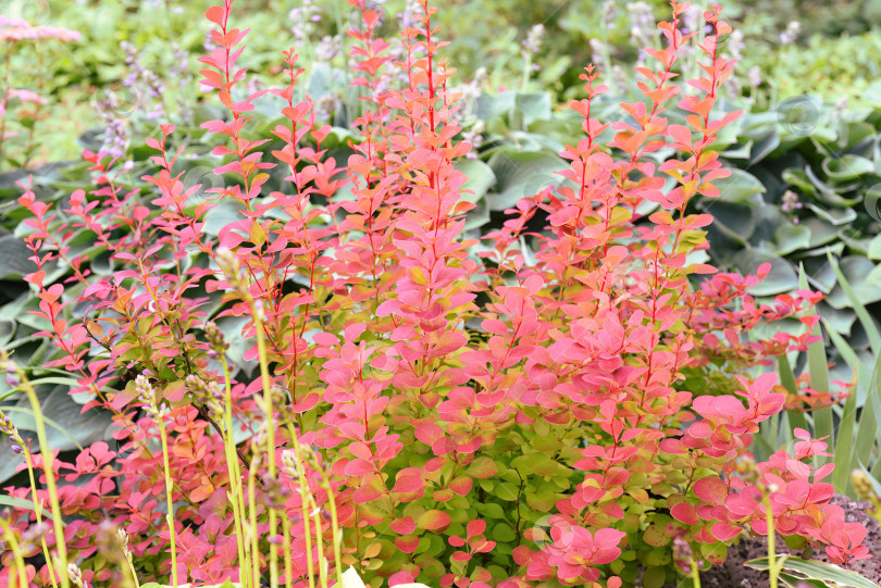 Скачать Berberis thunbergii, японский барбарис или красный барбарис фотосток Ozero