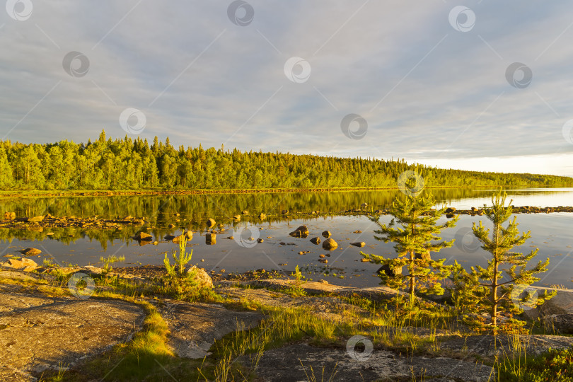 Скачать Берег Белого моря в лучах вечернего солнца. фотосток Ozero