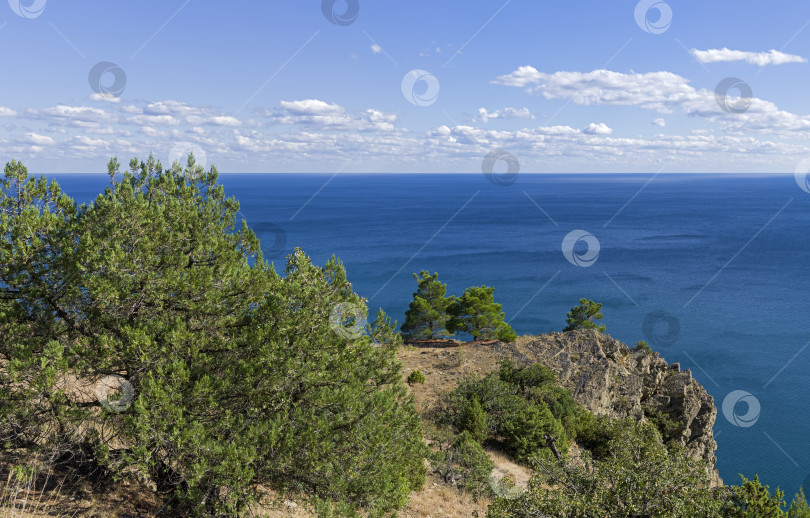 Скачать Реликтовые сосны и можжевельник на крутом морском берегу. фотосток Ozero