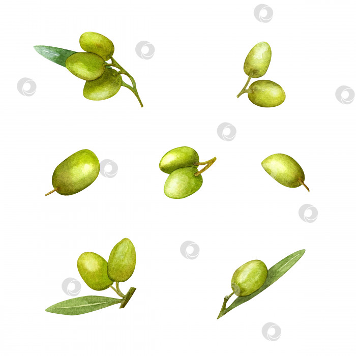 Скачать Оливковая ветвь с плодами, акварельная иллюстрация. Зеленая ветка. фотосток Ozero