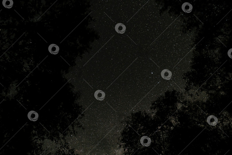 Скачать Звездное ночное небо, обрамленное силуэтами деревьев. фотосток Ozero