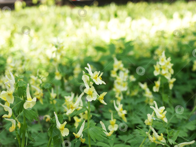 Скачать Желтые цветки весенних первоцветов - это хохлатый прицветник Corydalis solida.Первый весенний цветок. фотосток Ozero