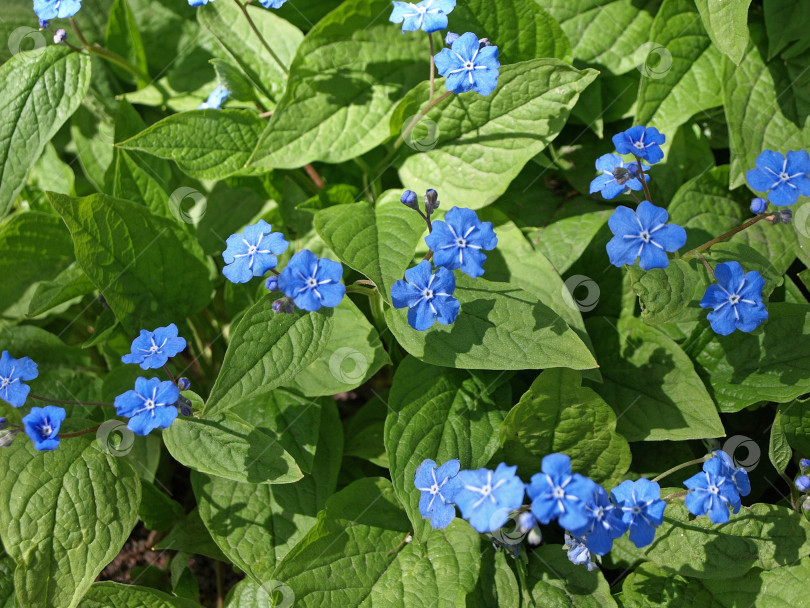 Скачать Голубые цветы в садах весенний умбиликус (Omphalodes verna) фотосток Ozero