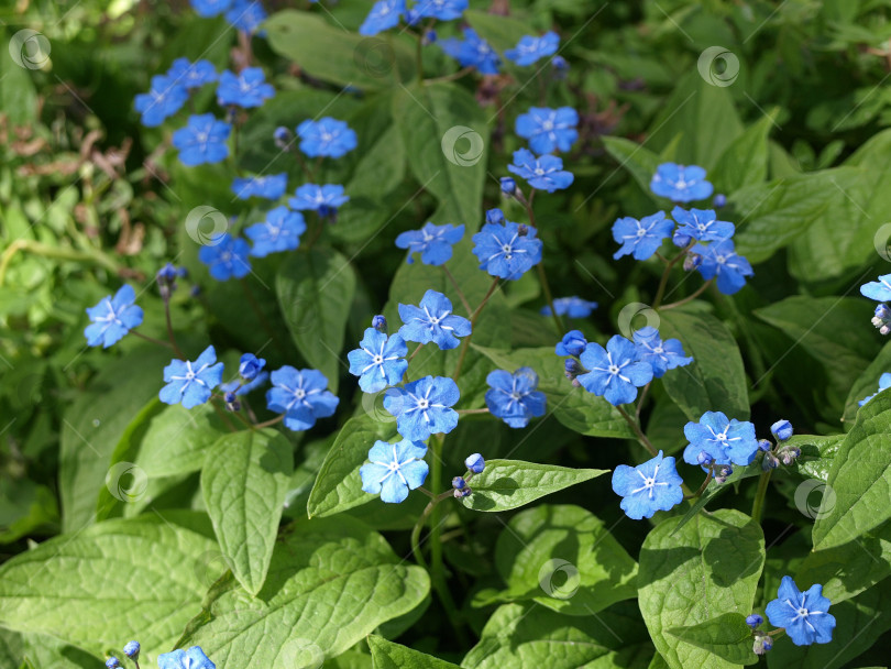 Скачать Голубые цветы в садах весенний умбиликус (Omphalodes verna) фотосток Ozero