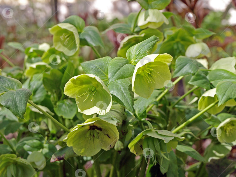 Скачать Бело-зеленый цветок морозника (Christroas rose) или (Helleborus foetidus) в саду фотосток Ozero