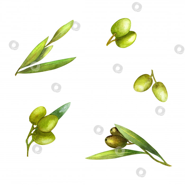 Скачать Набор из отдельных веточек оливок, листьев. Акварельная иллюстрация. Зеленая ветка. фотосток Ozero