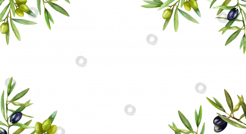 Скачать Оливковые ветви, черные оливки и зеленые маслины. Рамка, бордюр, акварель, нарисованная от руки. Дизайн для открыток, приглашений, оберточной бумаги, канцелярских принадлежностей. фотосток Ozero