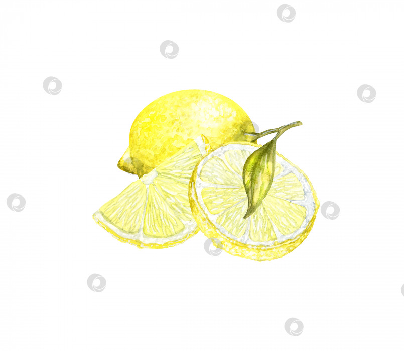Скачать Акварельная ботаническая иллюстрация, лимон на белом фоне. Изолированные элементы из ломтика лимона, вырезанного для оформления изделий, открыток, упаковки, канцелярских принадлежностей. фотосток Ozero