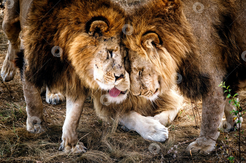 Скачать Семья львов фотосток Ozero