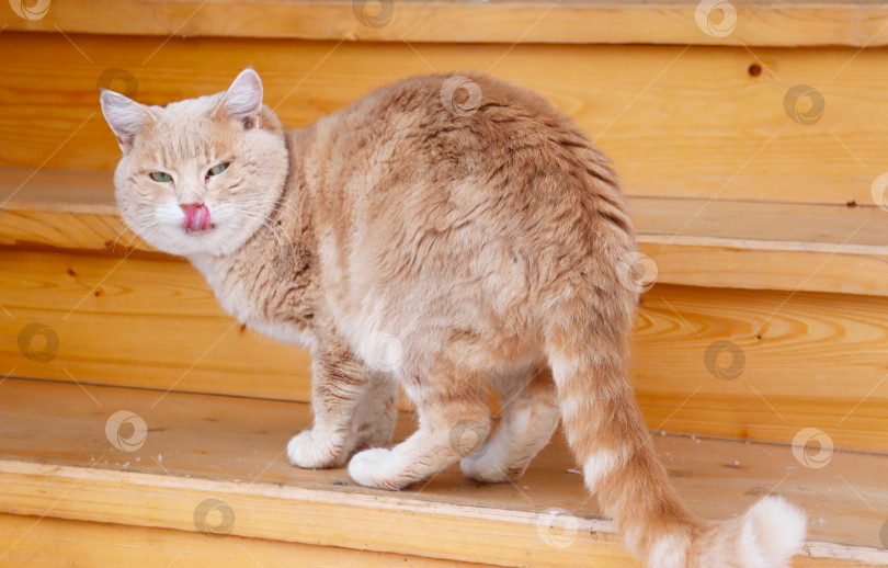 Скачать фотография рыжего кота, облизывающего свои губы фотосток Ozero