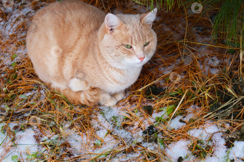 Скачать фотография замерзшего рыжего кота под деревом, смотрящего вдаль фотосток Ozero