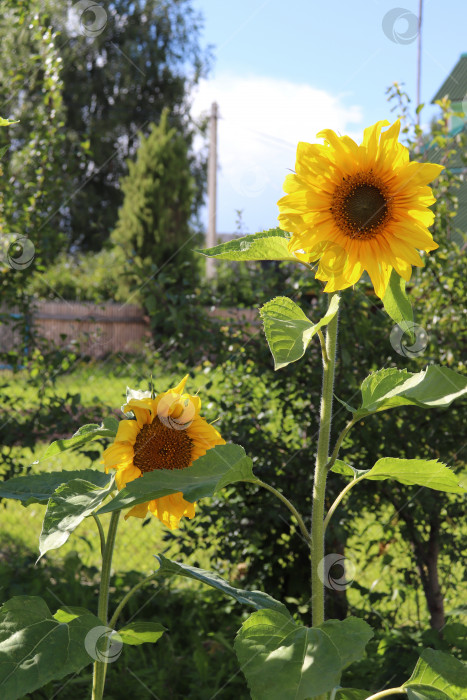 Скачать фотография цветов подсолнечника летом в деревне фотосток Ozero
