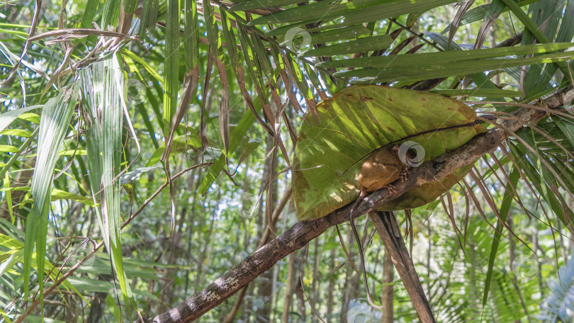 Скачать Крошечный долгопят сидел на ветке дерева под большим зеленым листом. фотосток Ozero