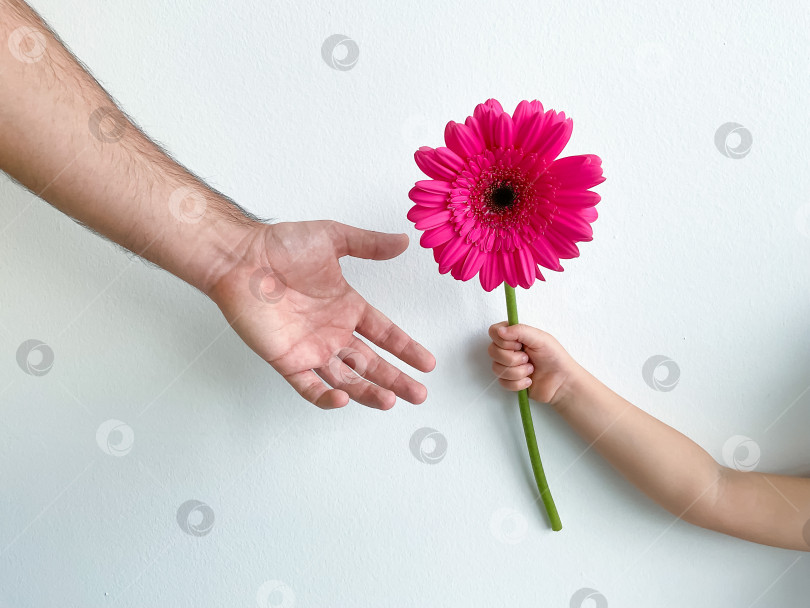 Скачать маленький ребенок дарит своему отцу цветок на белом фоне. День отцов. фотосток Ozero