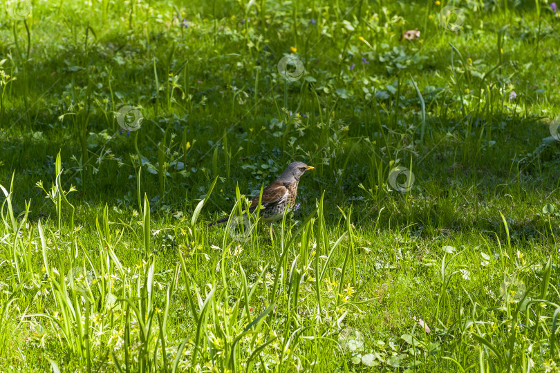 Скачать Полевая птица (Turdus pilaris) в траве. фотосток Ozero