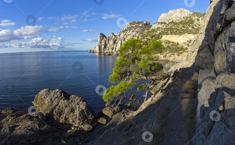 Скачать Реликтовая сосна на горной тропинке над морем. Крым. фотосток Ozero