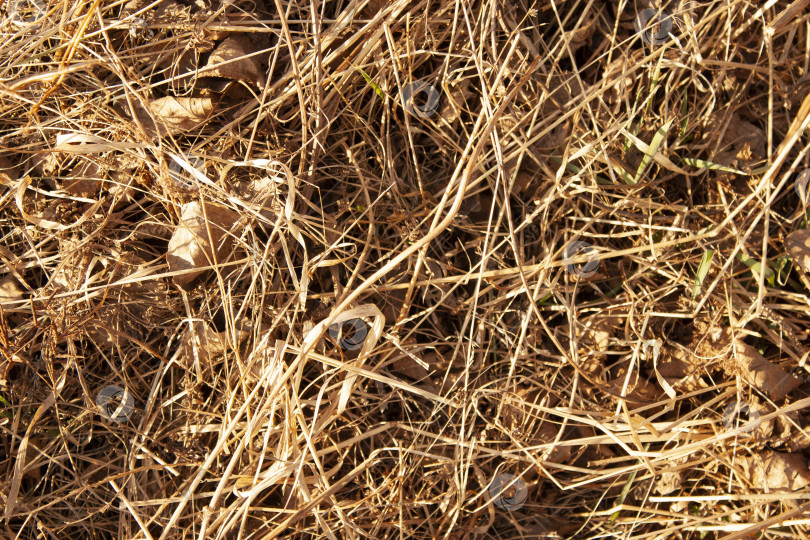 Скачать текстура сухой травы, вид сверху фотосток Ozero
