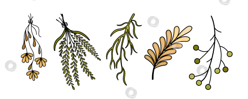 Скачать набор сухих трав, сухоцветов. Натуральная медицина. Цветные векторные изображения ромашки, календулы, листьев, веточек. фотосток Ozero