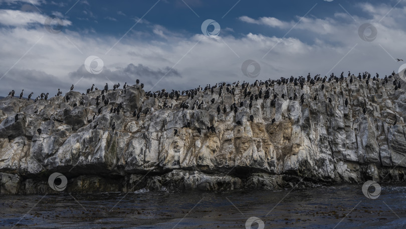 Скачать На скалистом острове поселилось множество бакланов. фотосток Ozero