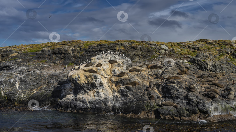 Скачать Колония морских львов отдыхает, раскинувшись на склоне скалистого островка. фотосток Ozero
