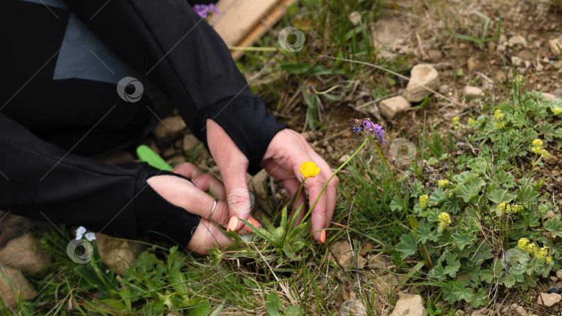 Скачать Ботаник собирает полевые цветы для сохранения в гербарии. фотосток Ozero