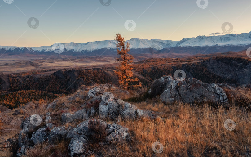 Скачать Одинокая желтая лиственница на закате в горах фотосток Ozero