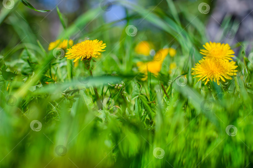 Скачать Желтый цветок чертополоха на зеленом лугу, желтый одуванчик на зеленом фоне, идеально подходит для фона, текстуры фотосток Ozero