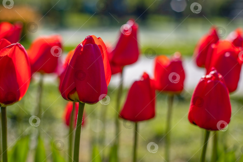 Скачать крупный план цветущих красных тюльпанов. цветы тюльпана с темно-красными лепестками. на фоне цветочной композиции фотосток Ozero