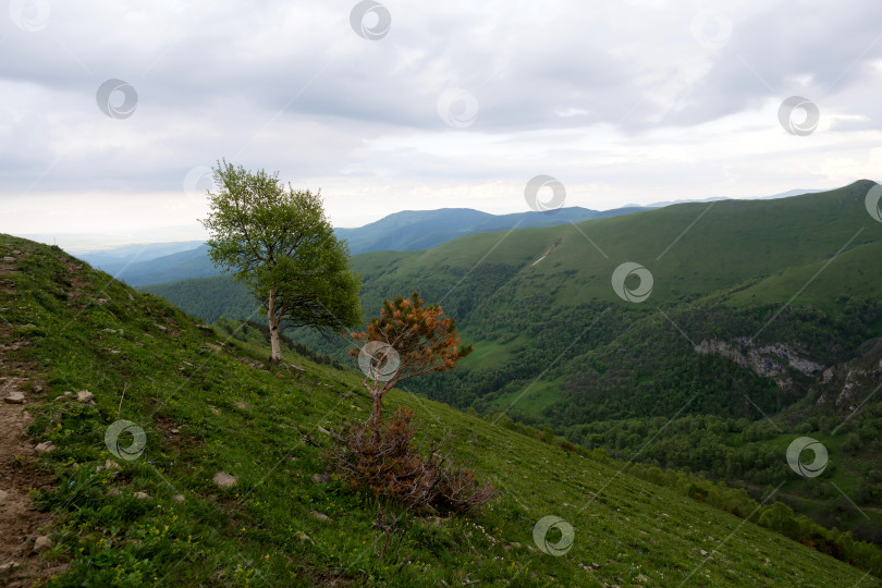 Скачать Деревья на зеленом склоне холма с далеким видом на горы. фотосток Ozero