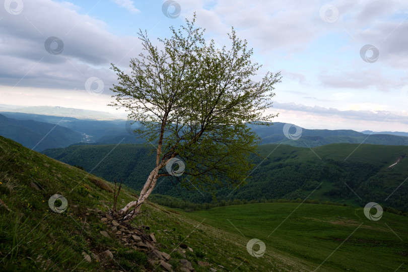 Скачать Одинокое дерево на склоне холма, вдали виднеются горы. фотосток Ozero