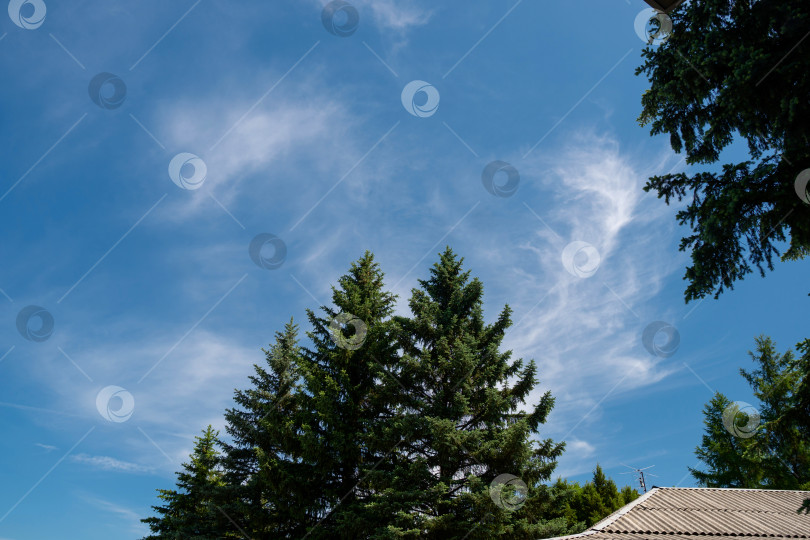 Скачать Высокие вечнозеленые деревья под голубым небом с тонкими облаками. фотосток Ozero