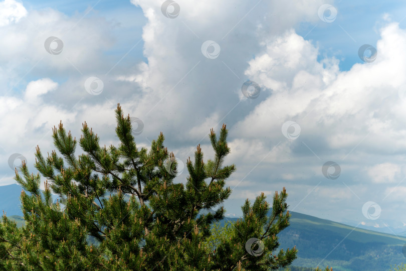 Скачать Сосна на фоне облачного неба. фотосток Ozero
