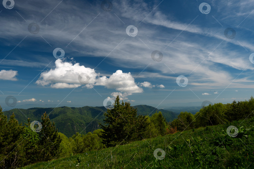 Скачать Густой лес на фоне далеких гор. фотосток Ozero