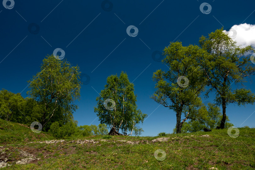 Скачать Зеленый склон холма с разбросанными деревьями и голубым небом. фотосток Ozero