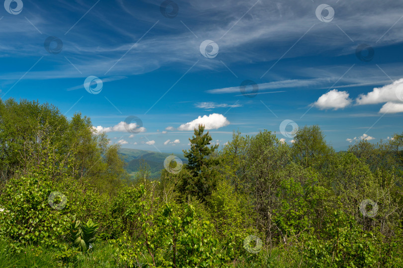 Скачать Пышный зеленый лес под голубым небом. фотосток Ozero