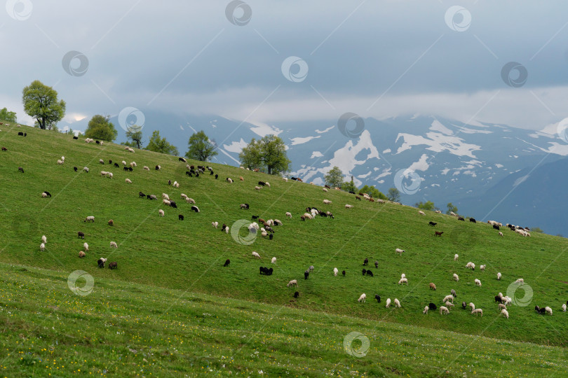 Скачать Овцы пасутся на зеленом склоне холма с заснеженными горами. фотосток Ozero