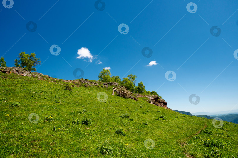 Скачать Зеленый склон холма под ясным голубым небом с разбросанными деревьями. фотосток Ozero