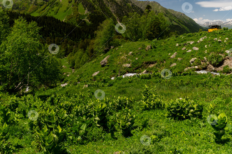 Скачать Зеленый склон холма с большими зелеными растениями фотосток Ozero